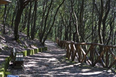 Bosco della Maddalena foto